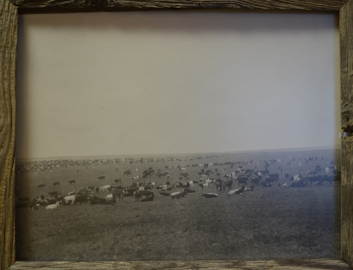 Stewarts Collection Cattle Round Up 1885 Stewarts Collection Cattle Round Up 1885