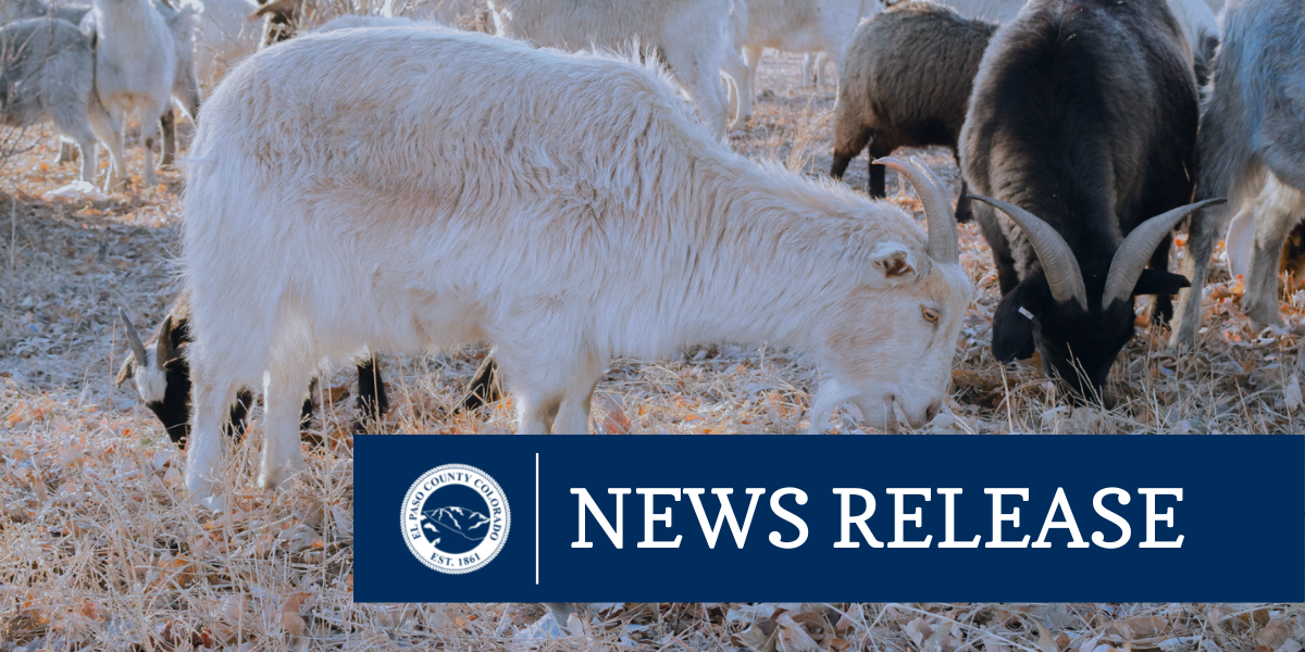 Goats Return to El Paso County Bear Creek Regional Park