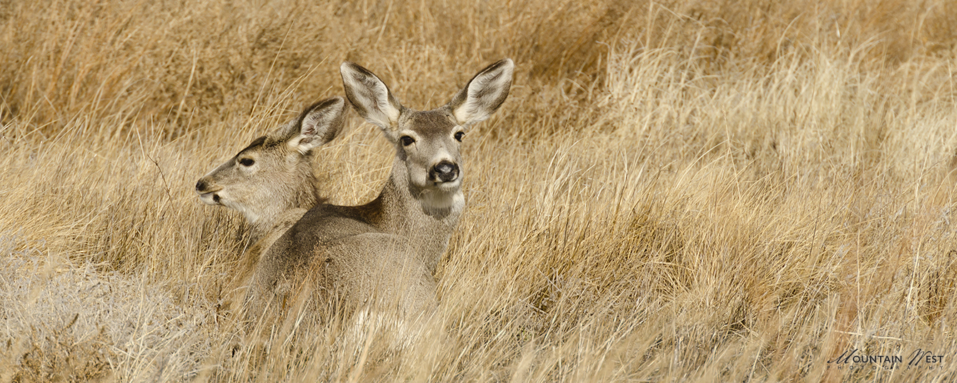 Dave Snyder Deer MWP Dave Snyder Deer MWP