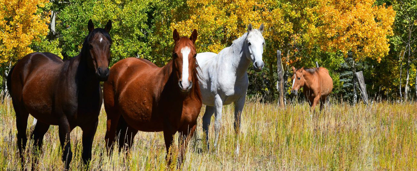 Horses by Todd Ciccarelli EPC staff Horses by Todd Ciccarelli EPC staff