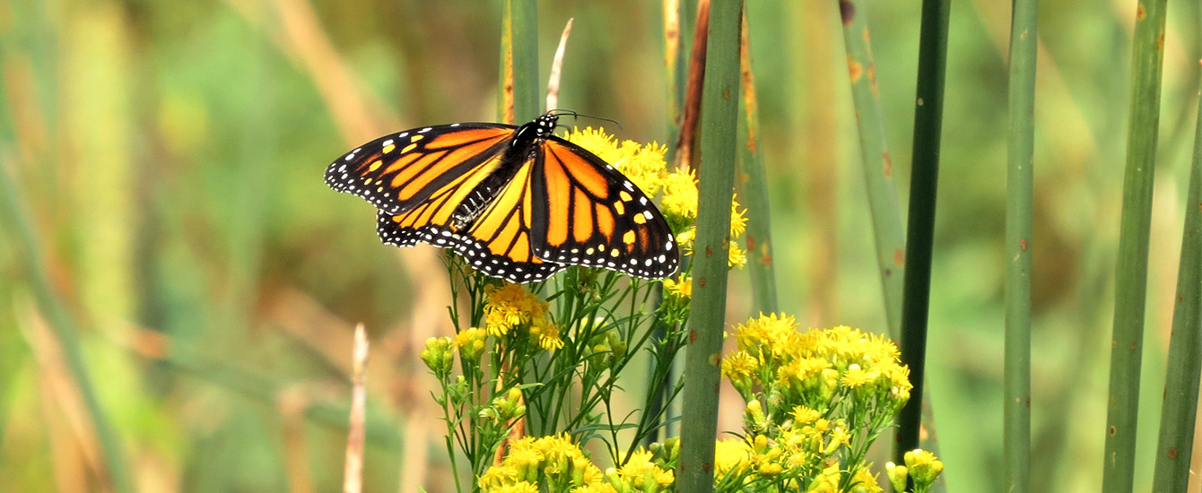 Monarch Butterfly nature center photo Monarch Butterfly nature center photo