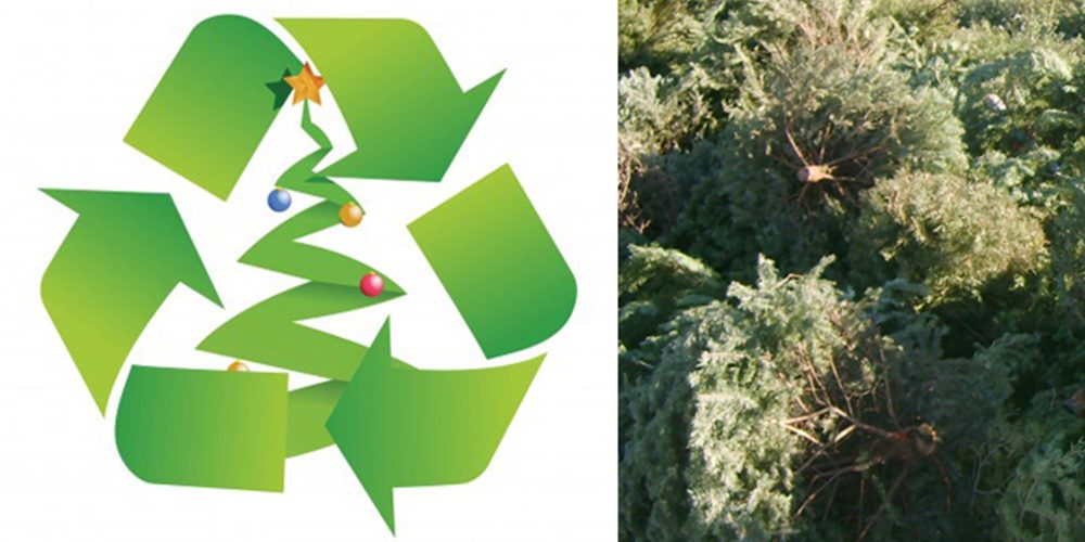 Recycle your christmas tree el paso county colorado