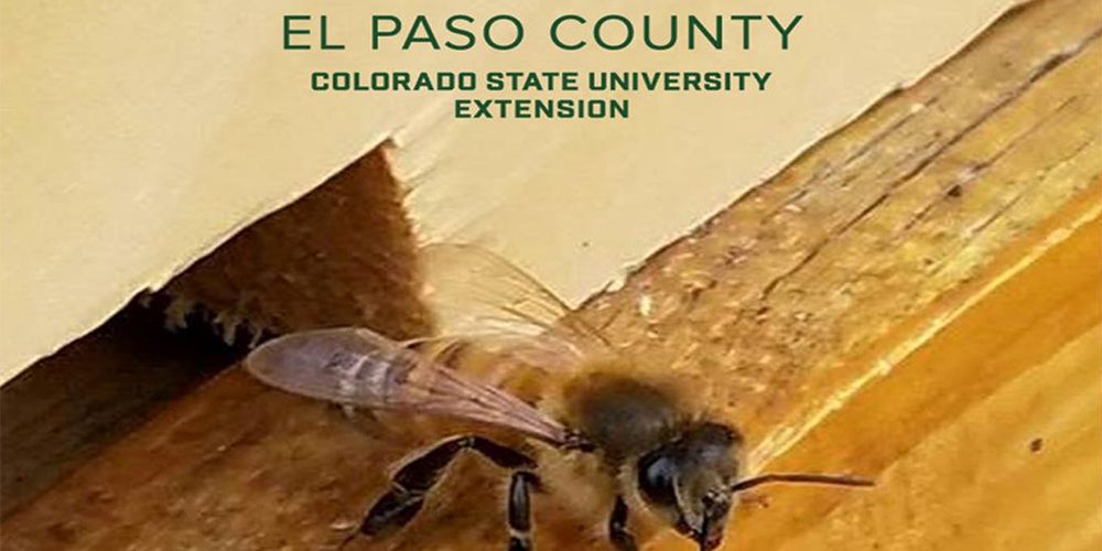 Colorado Beekeeper Associate Program El Paso County Colorado