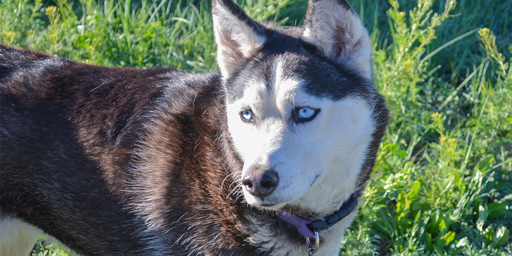 Falcon Dog Park Officially Opens April 13 - El Paso County Colorado